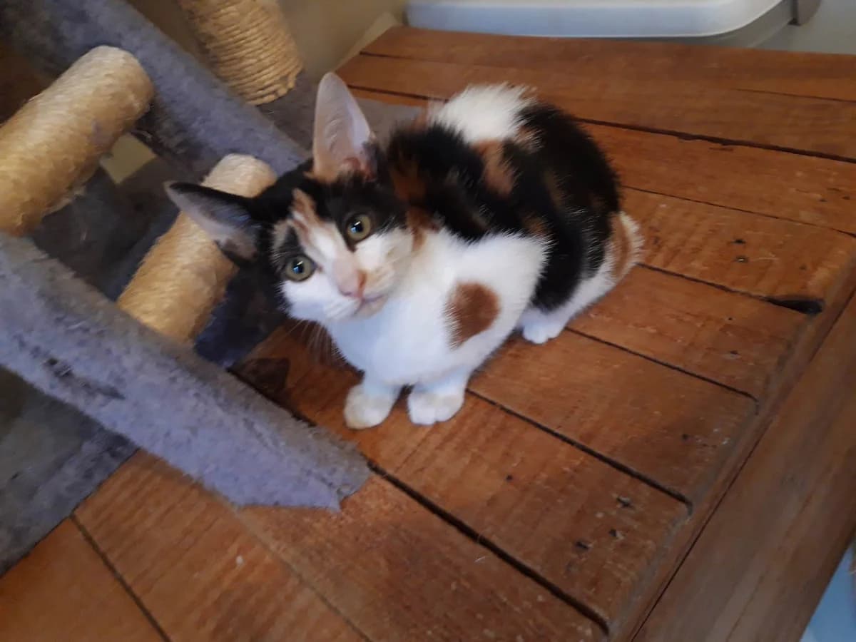 Tycha, female Mixed Breed for adoption at Les Pa