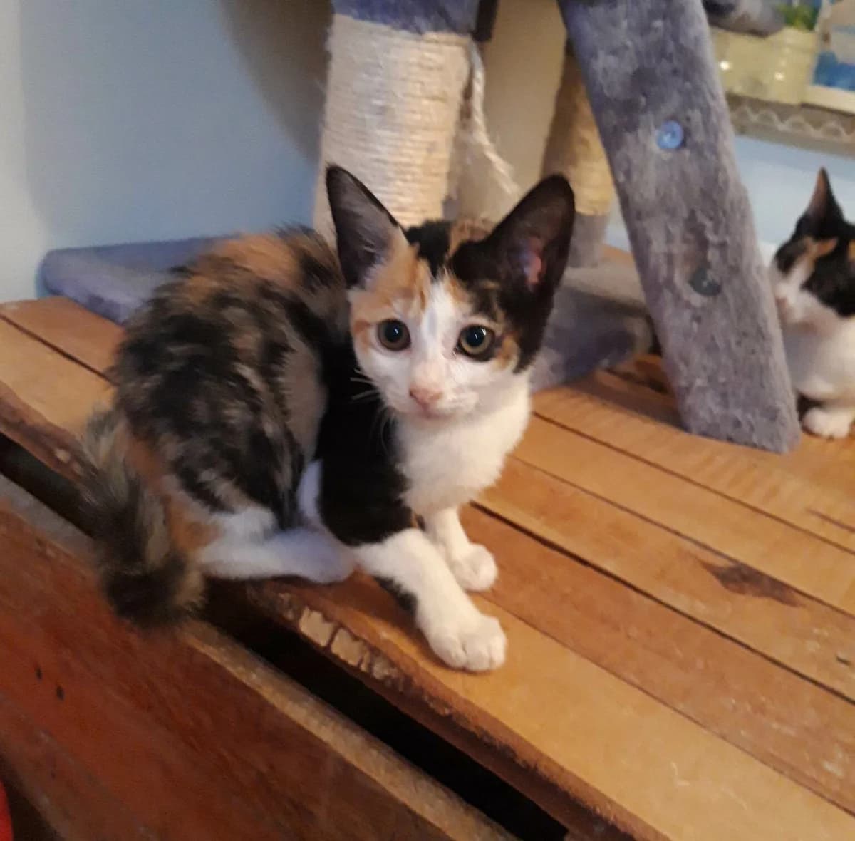 Tina, female Mixed Breed for adoption at Les Pa