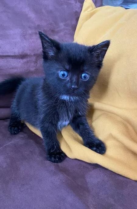 Maïa, female Mixed Breed for adoption at Les Pa