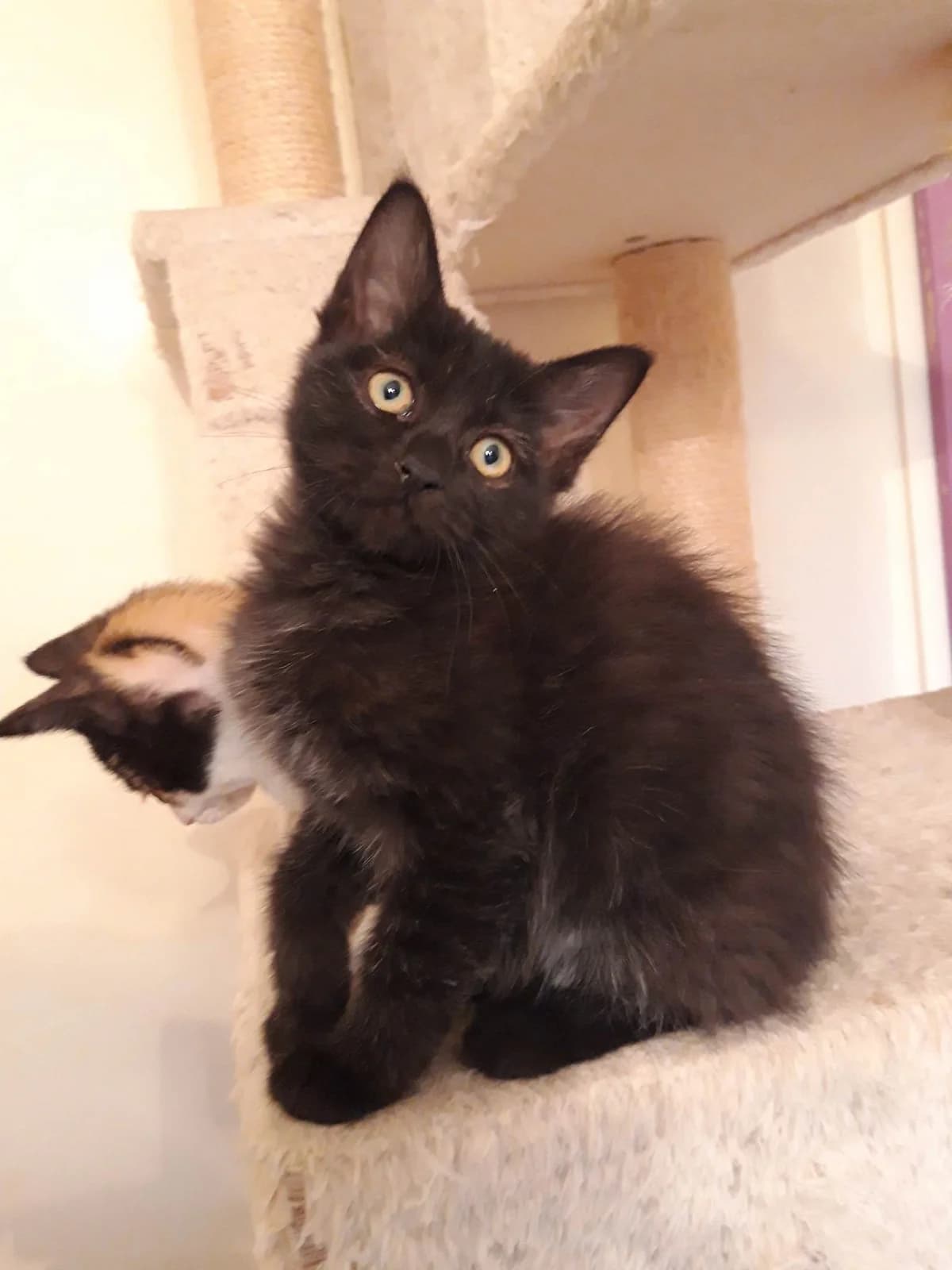 Lalie, female Mixed Breed for adoption at Les Pa