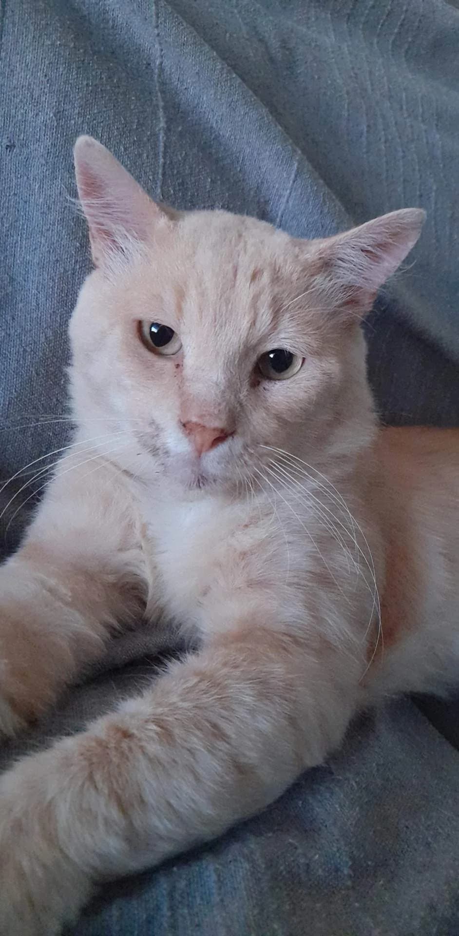 Mogwaï, male Mixed Breed for adoption at Les Pa