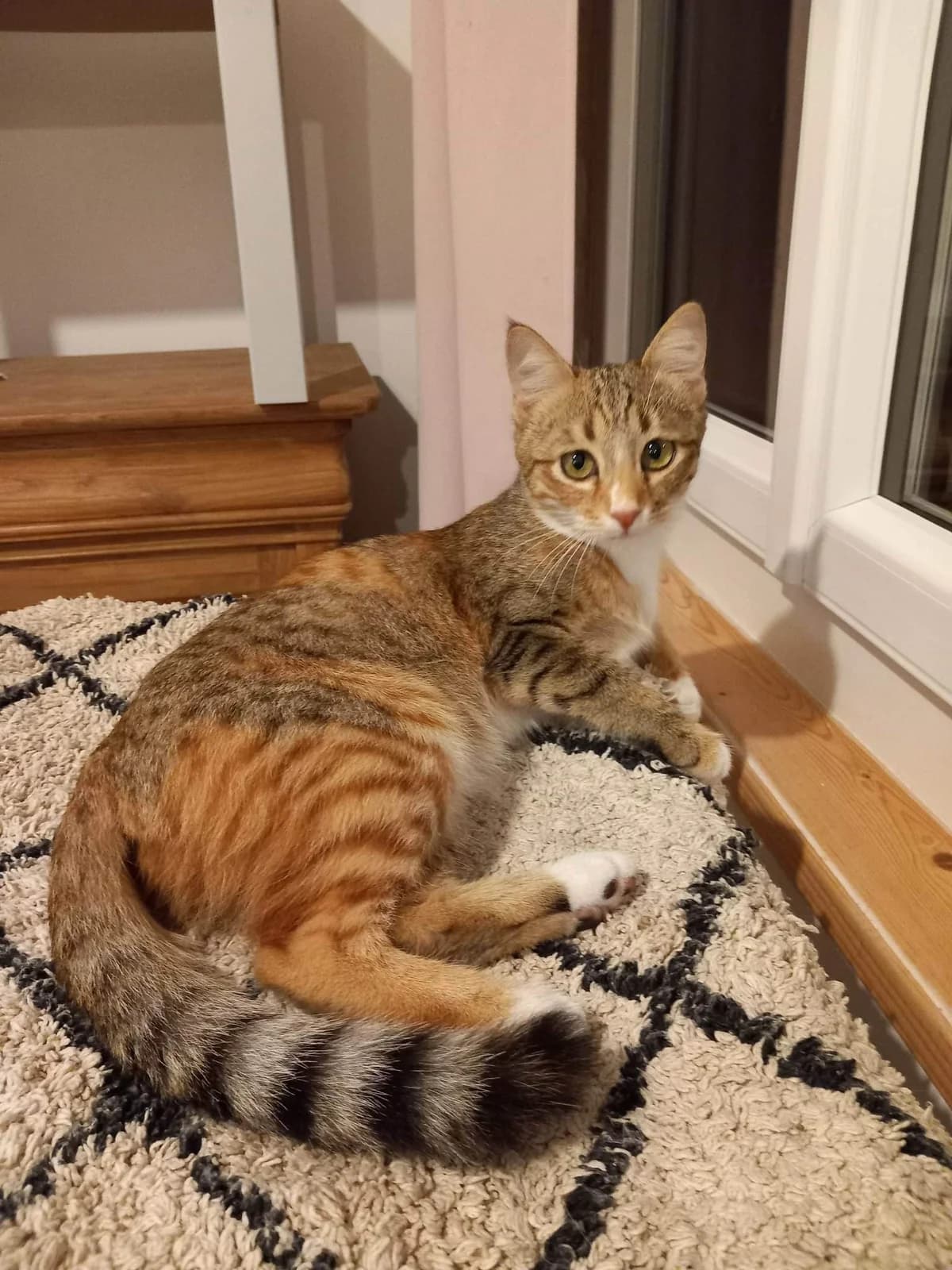 Hawaii, female Mixed Breed for adoption at Les Pa
