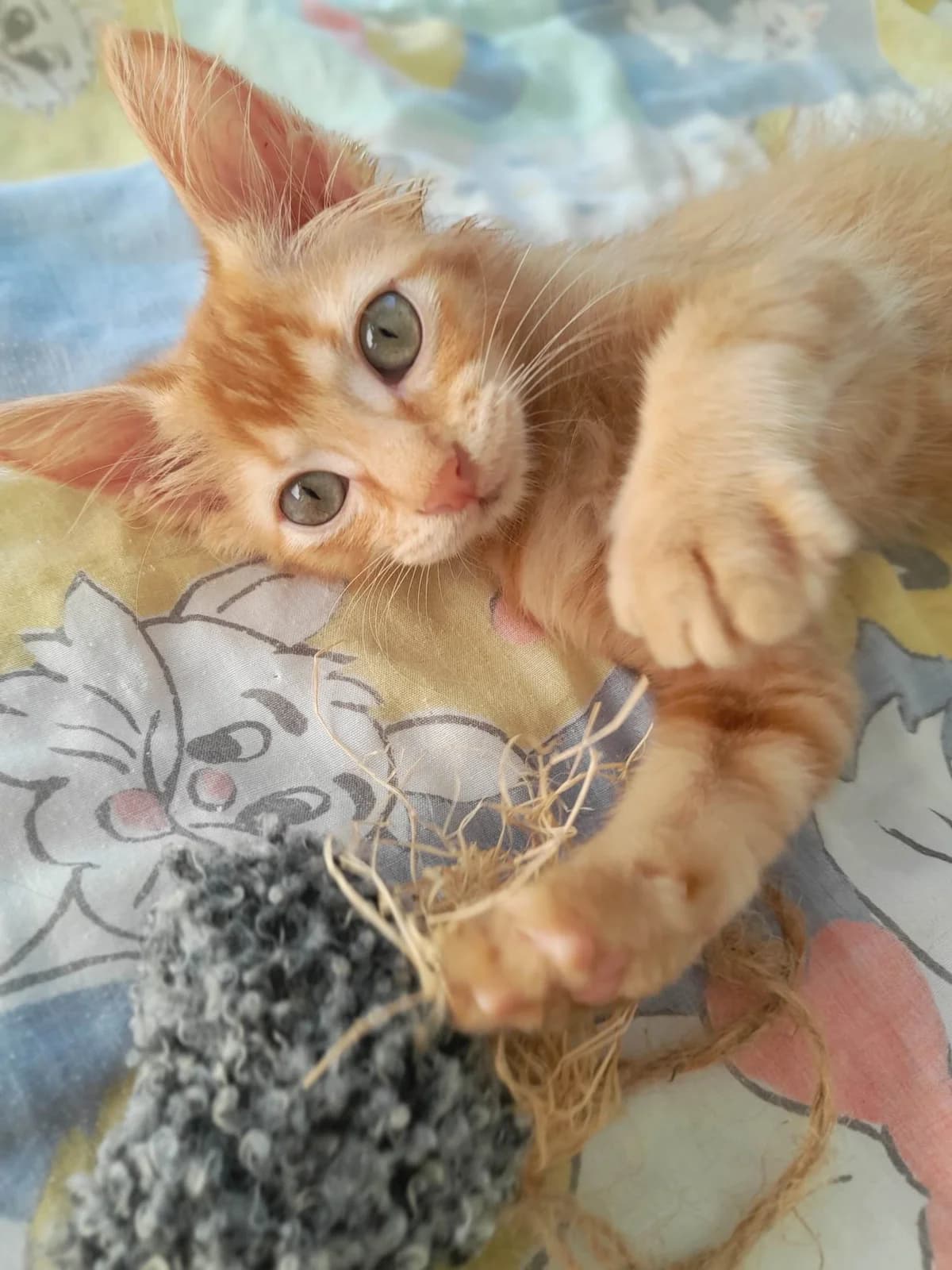 Tutur, female Mixed Breed for adoption at Les Pa