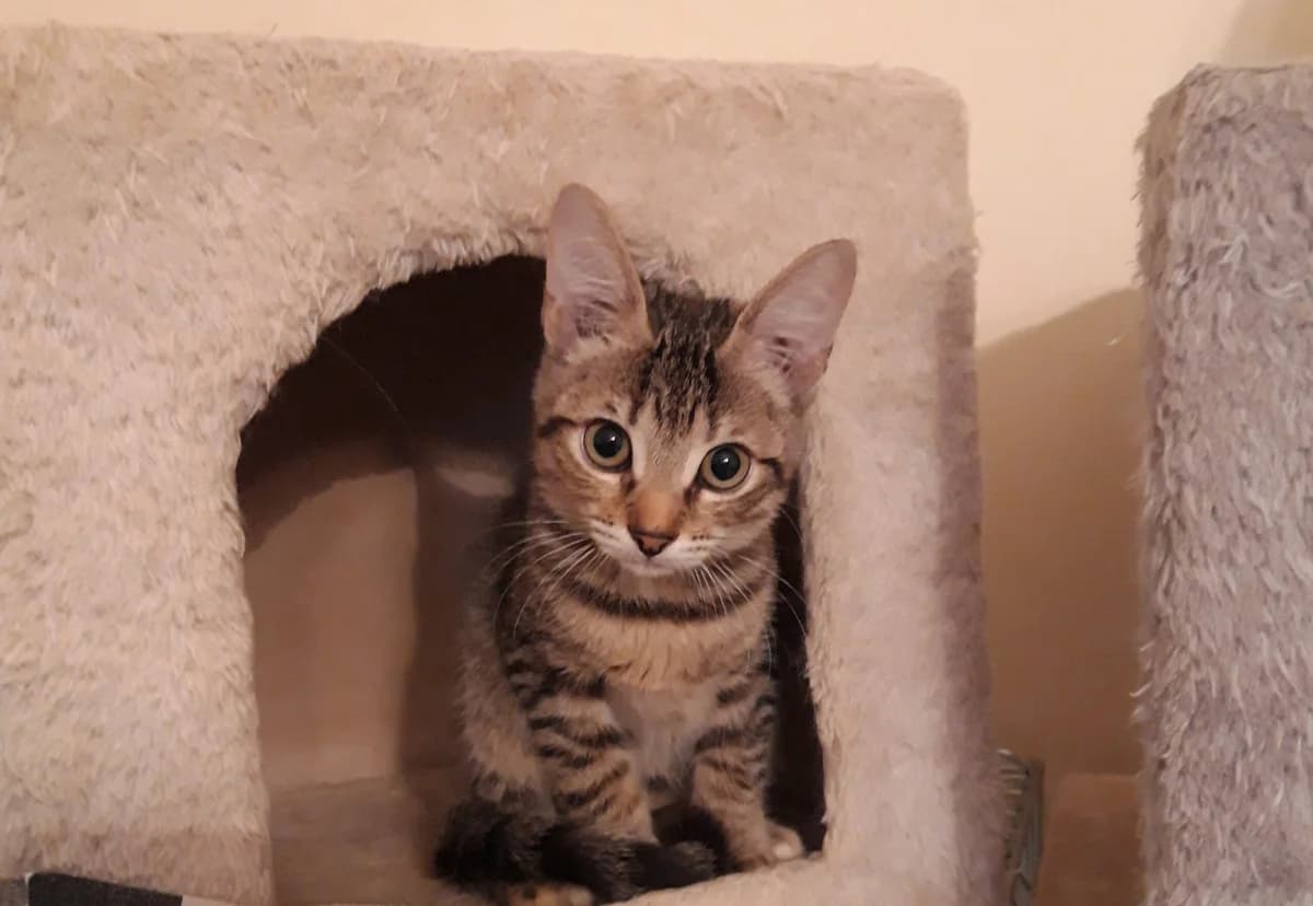 Tess, female Mixed Breed for adoption at Les Pa