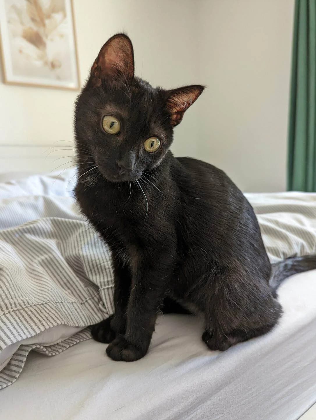 Petit Prince, male Mixed Breed for adoption at Les Pa