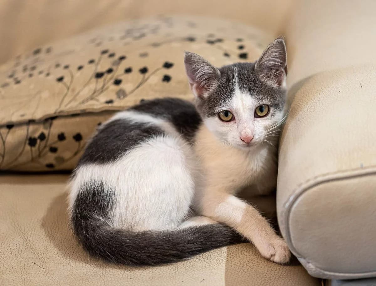 Ulka, female Mixed Breed for adoption at Les Pa