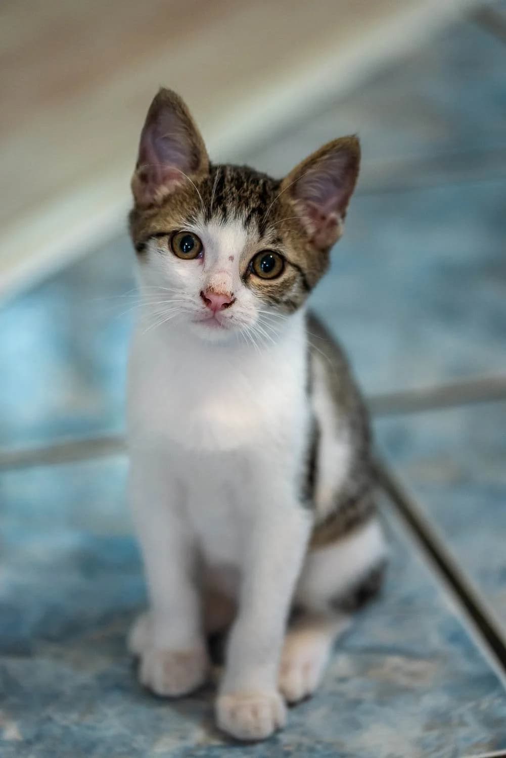 Moon et Neki, female Mixed Breed for adoption at Les Pa