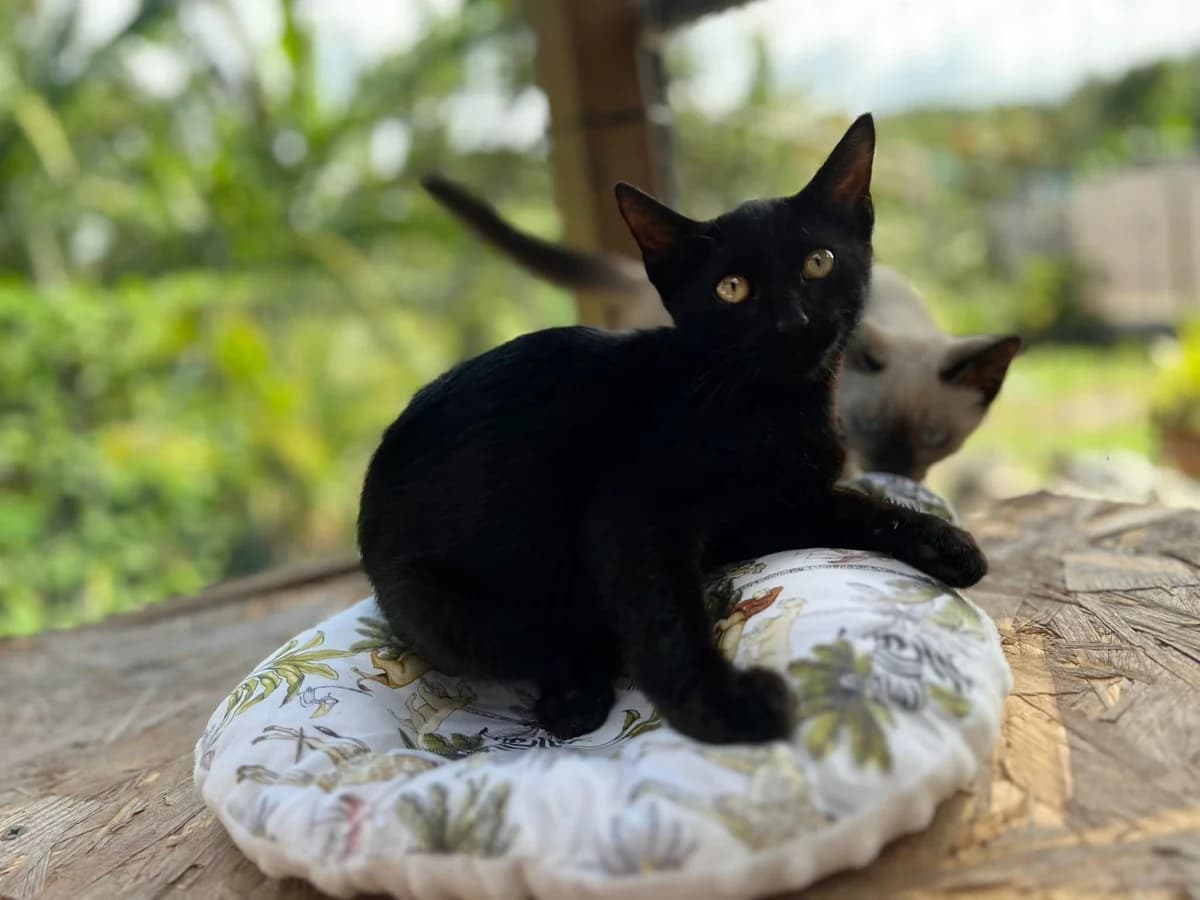 Salem, male Mixed Breed for adoption at Les Pa