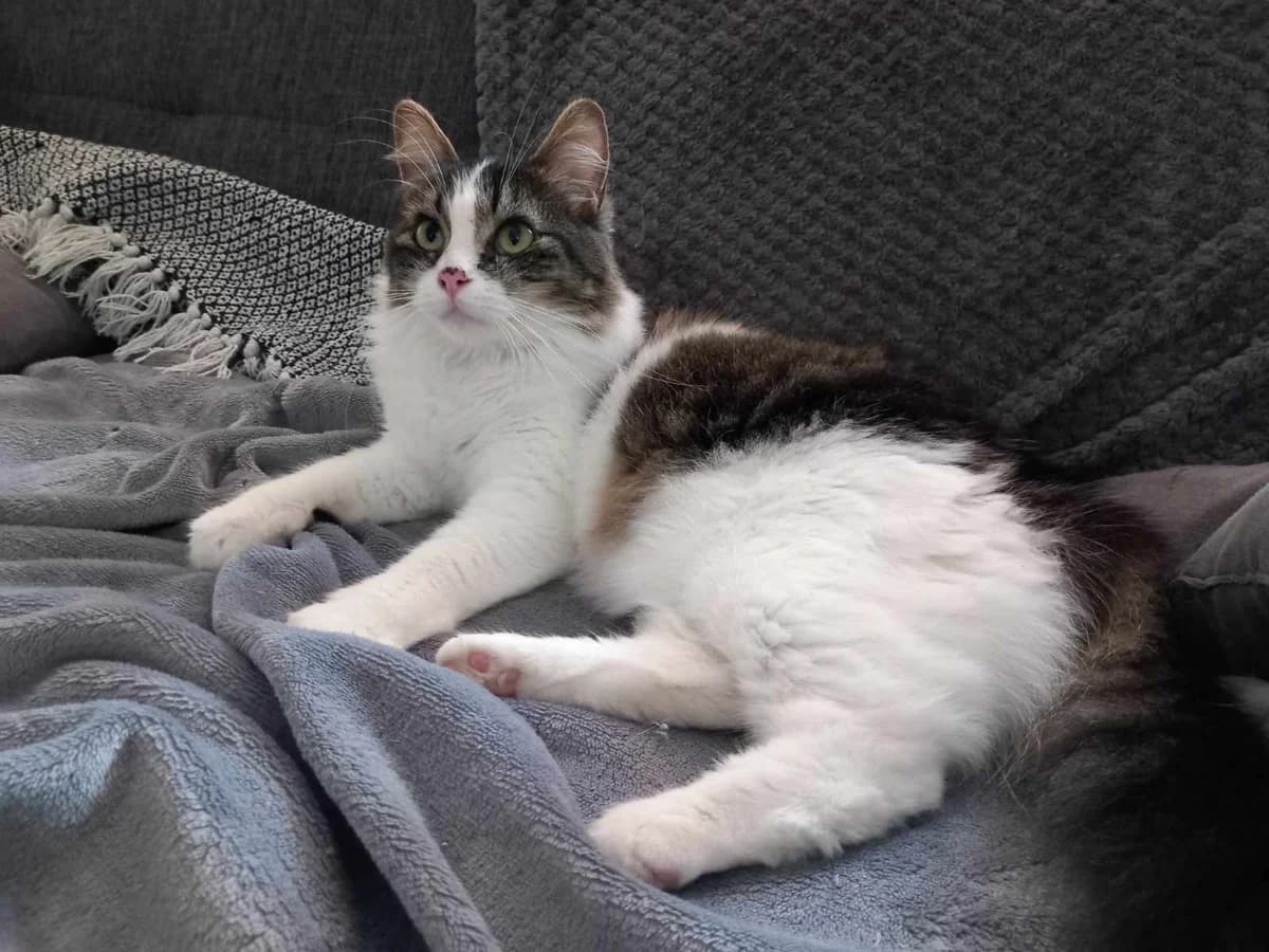Olympe, female Mixed Breed for adoption at Les Pa