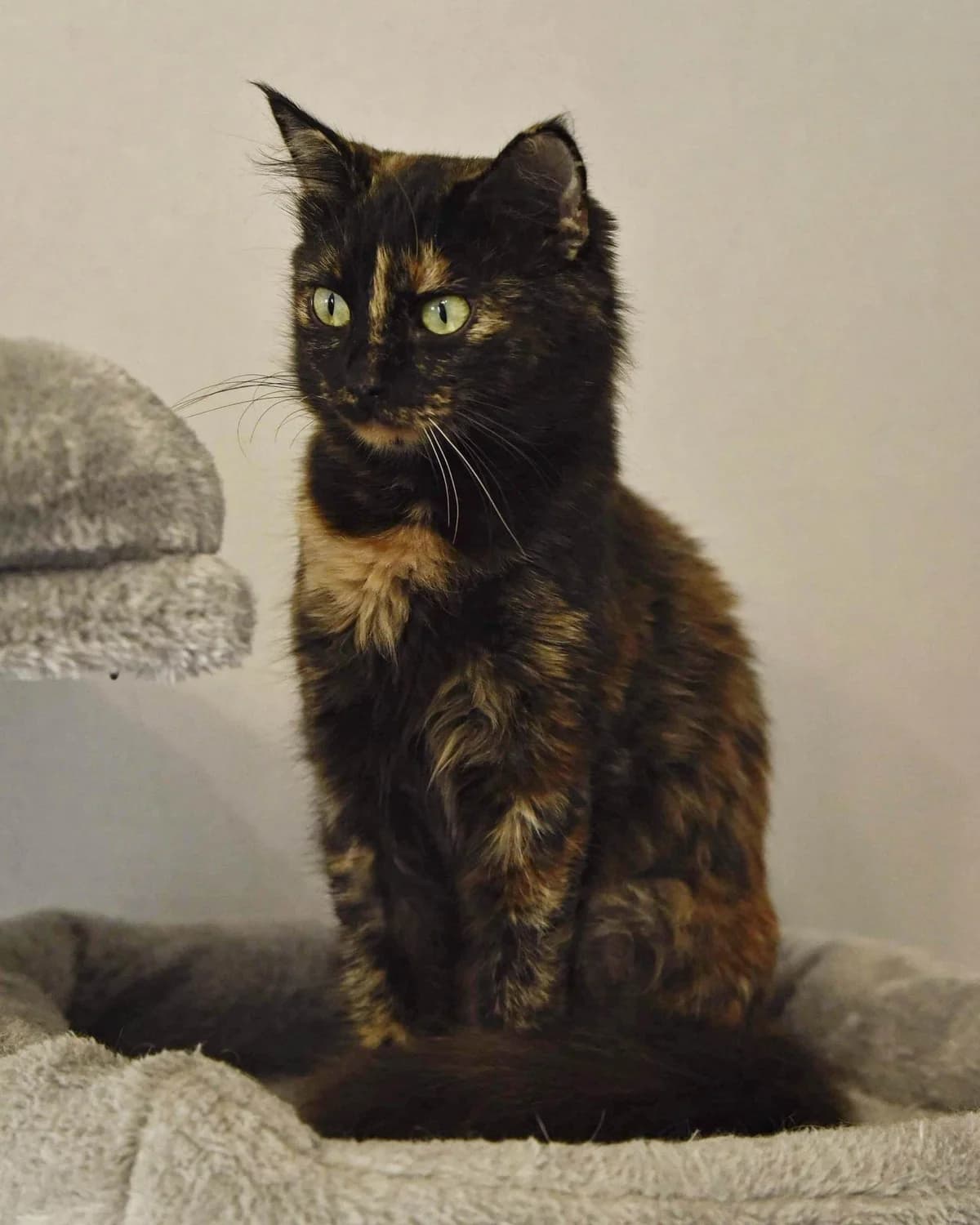Chouchou, female Mixed Breed for adoption at Les Pa