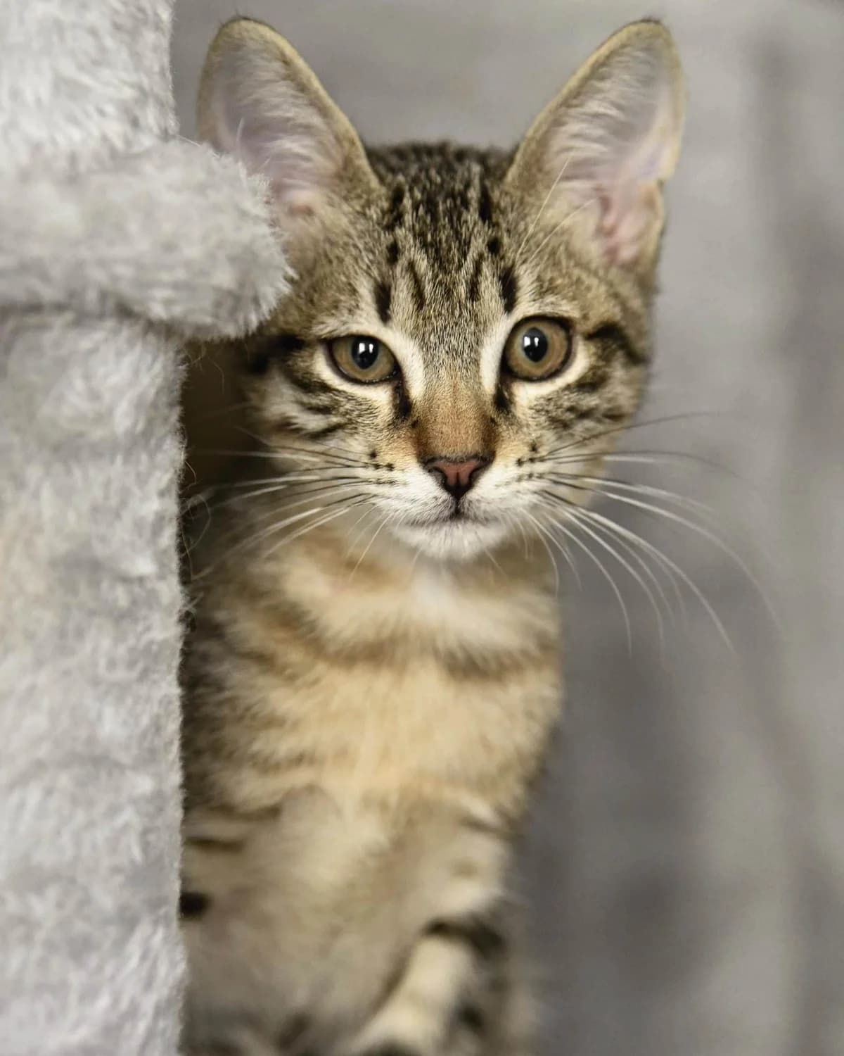 Ubbe, male Mixed Breed for adoption at Les Pa