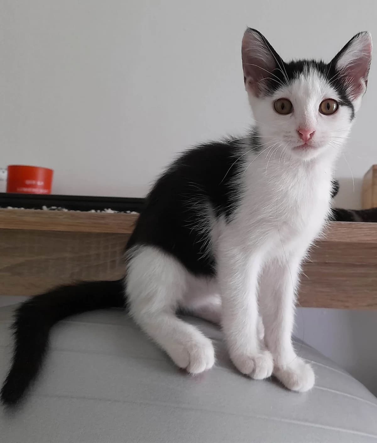 Olivia, female Mixed Breed for adoption at Les Pa