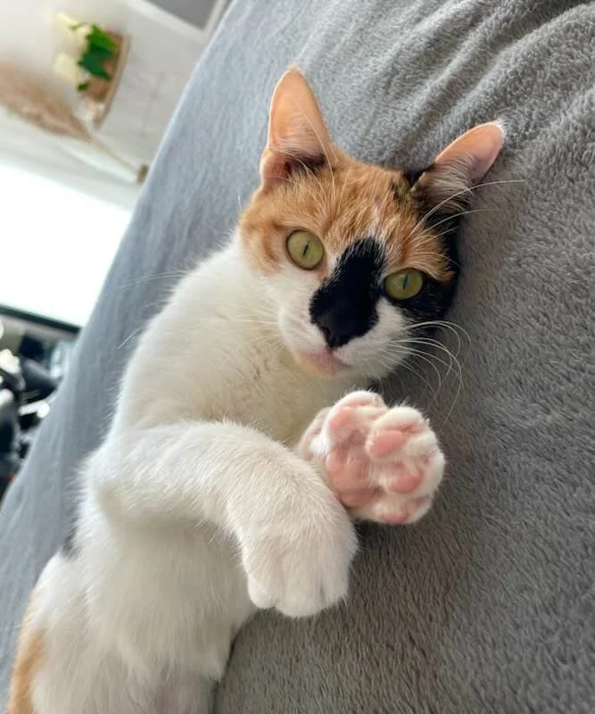 Calico, female Mixed Breed for adoption at Les Pa