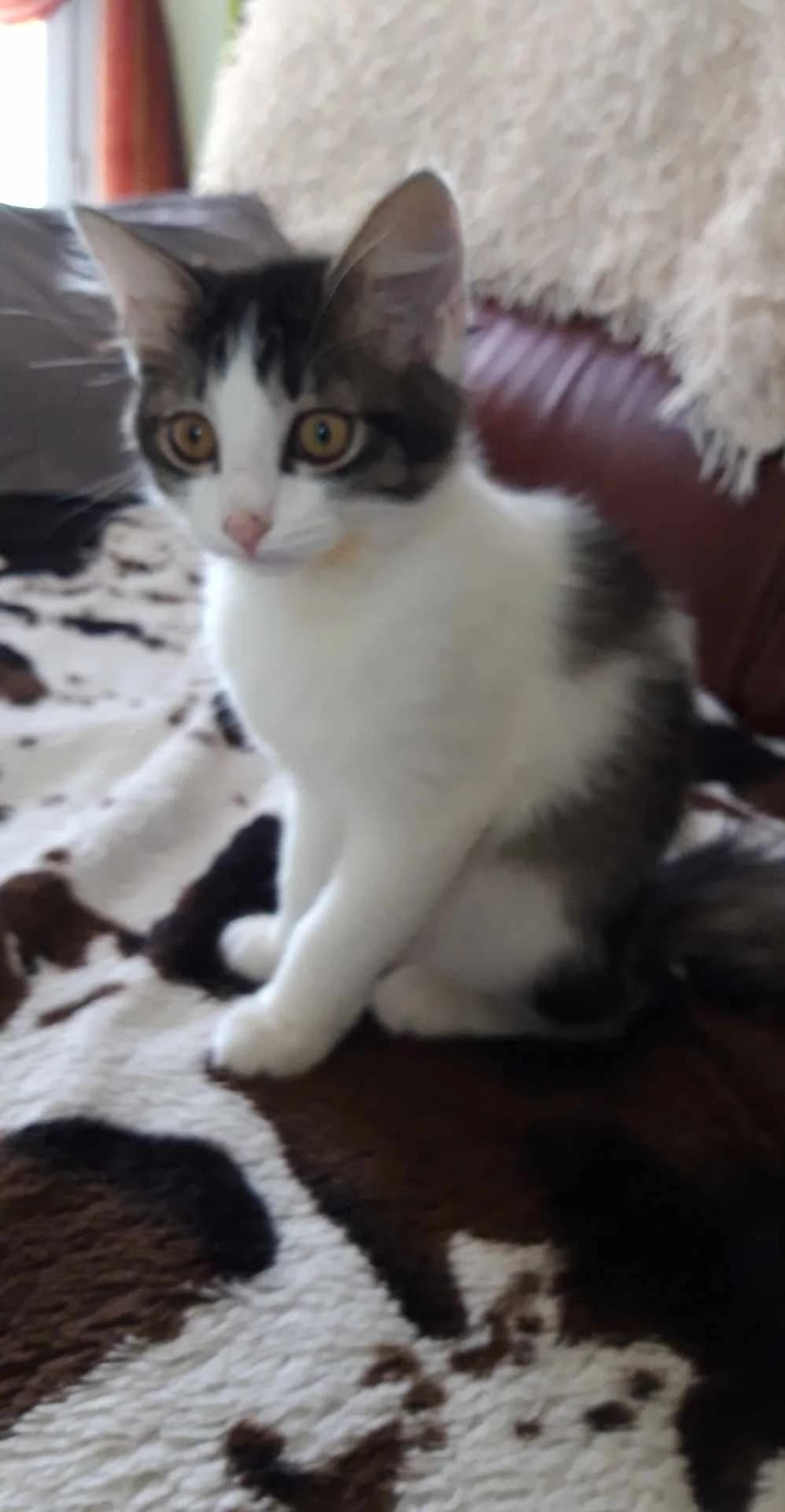 Twiggy, female Mixed Breed for adoption at Les Pa