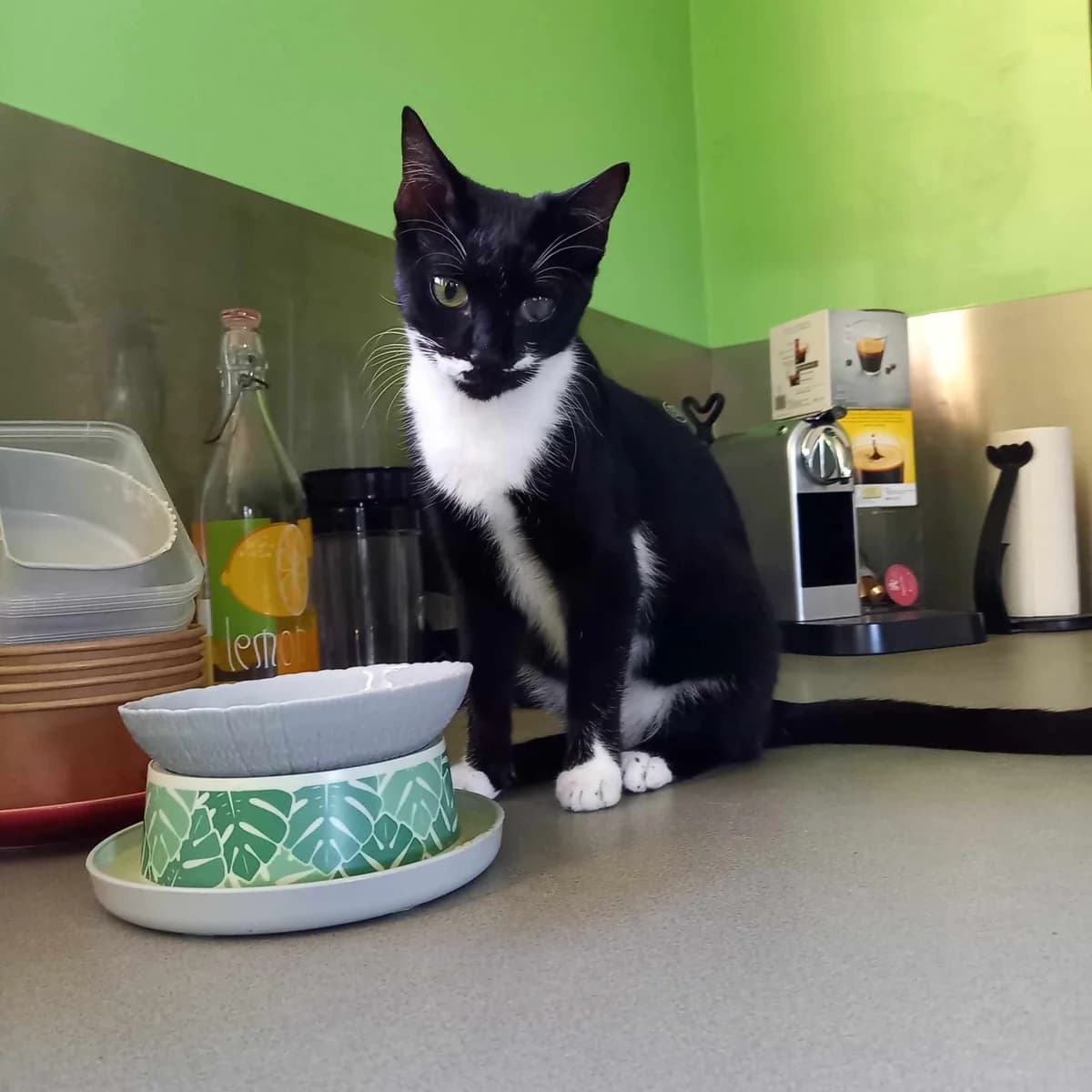 Yoomie, female Mixed Breed for adoption at Les Pa