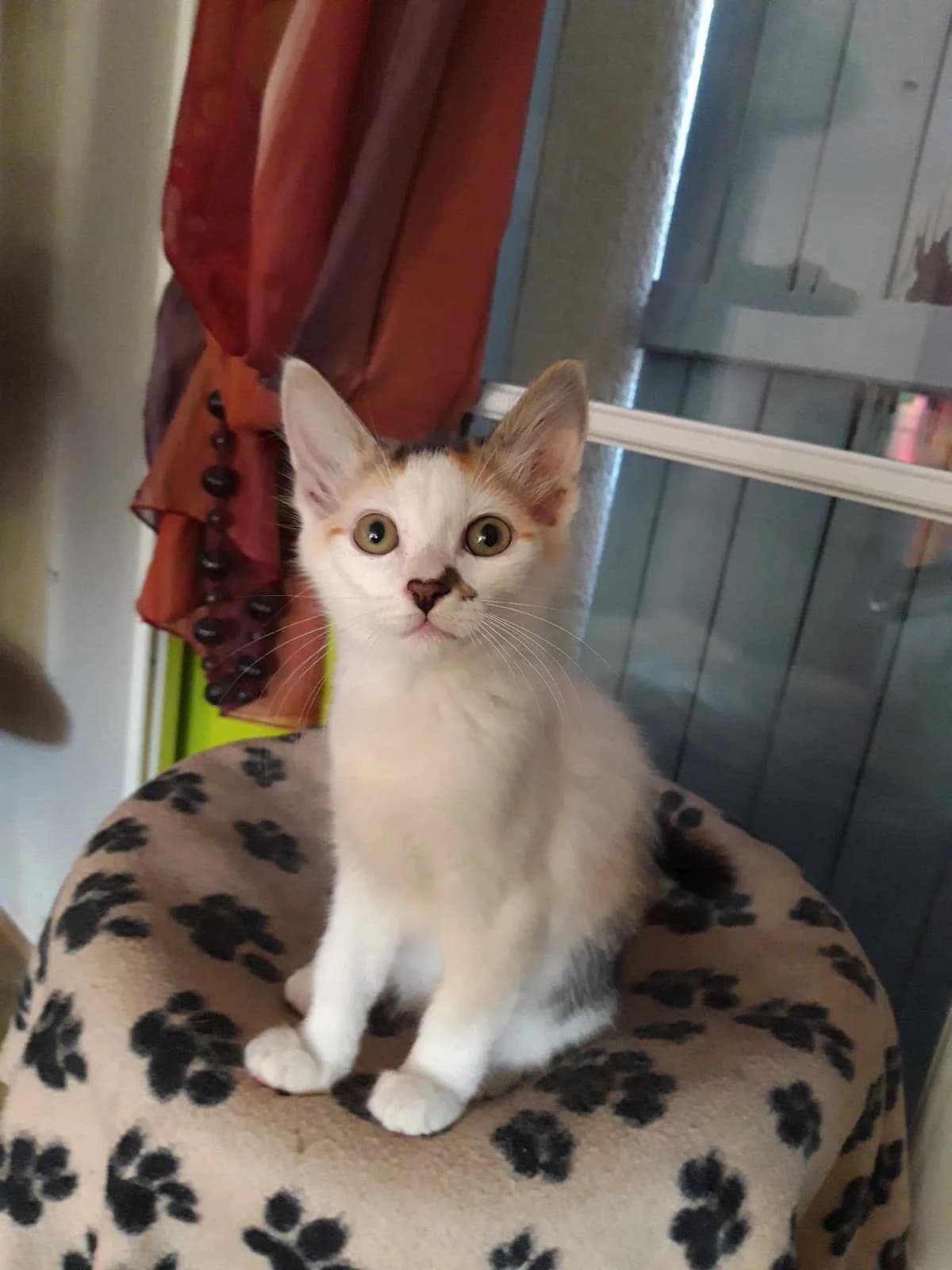 Twinkie, female Mixed Breed for adoption at Les Pa