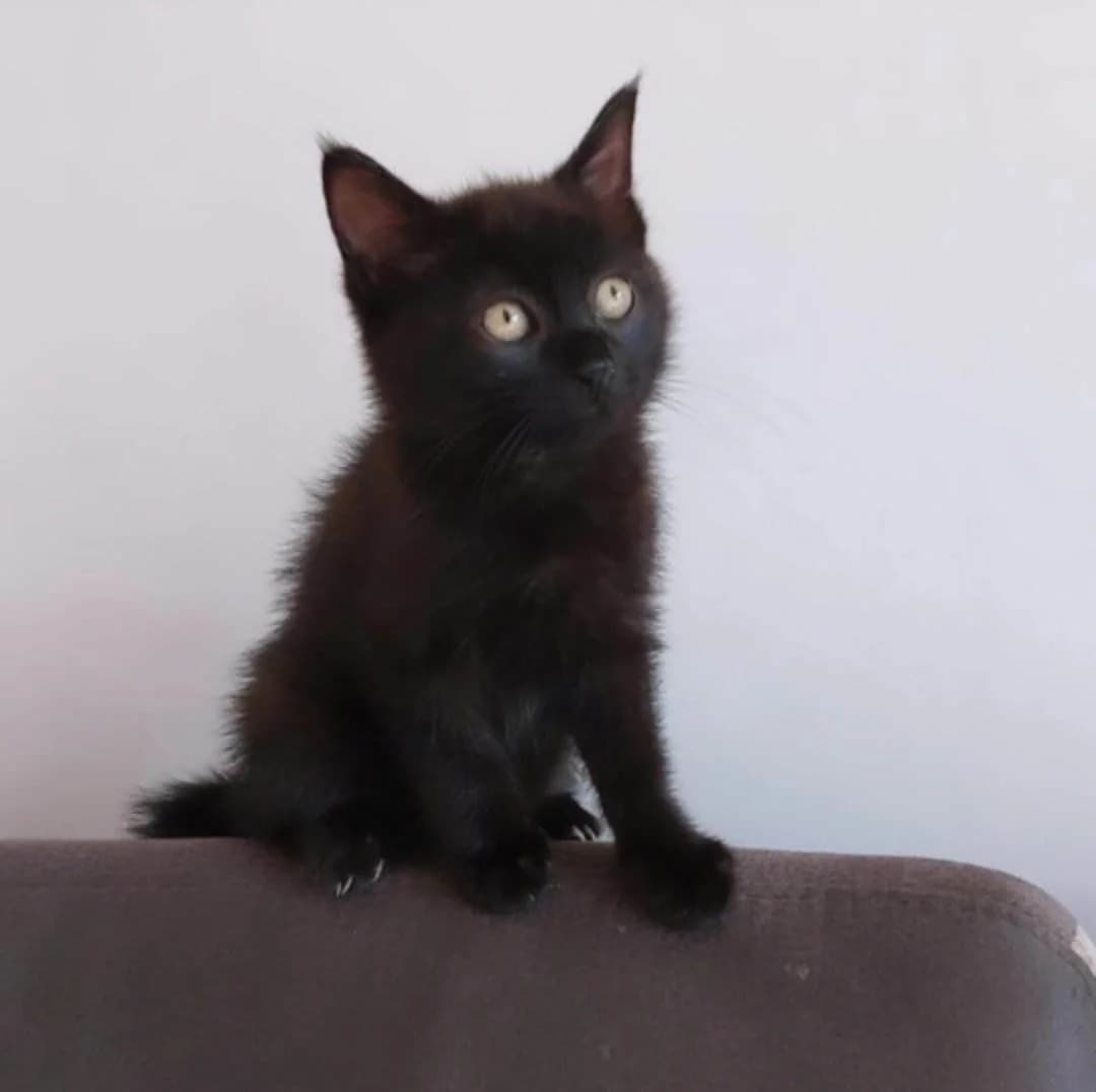 Bastet, female Mixed Breed for adoption at Les Pa