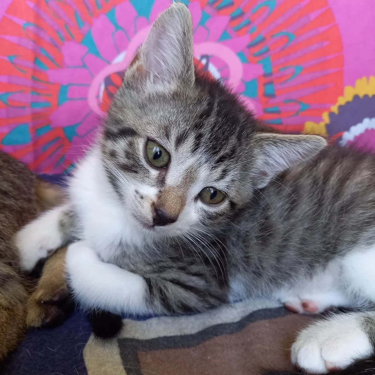 Archie, male Mixed Breed for adoption at Les Pa