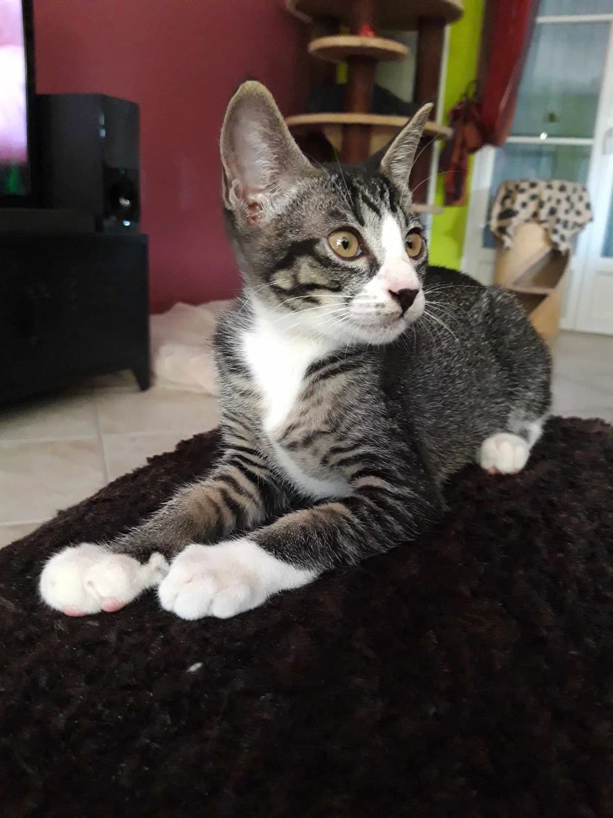 Gemini, female Mixed Breed for adoption at Les Pa