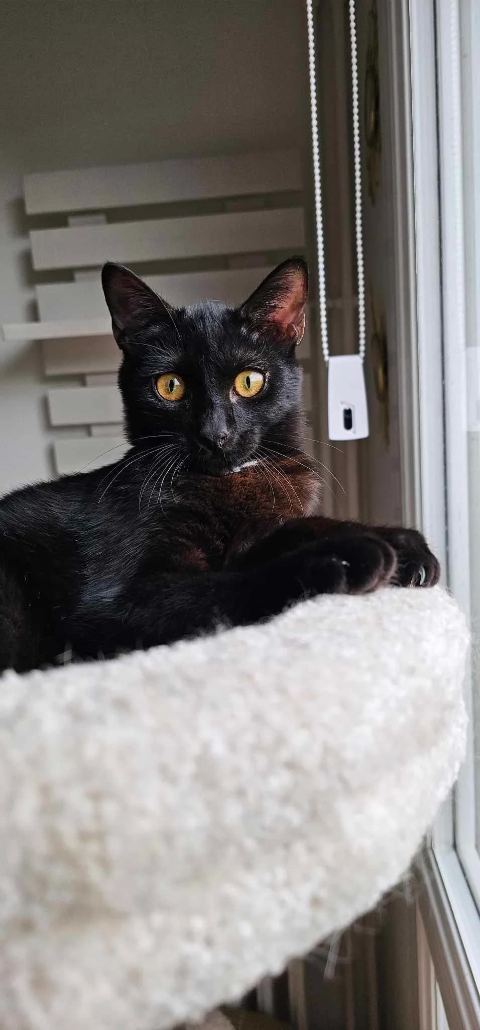 Nowak, male Mixed Breed for adoption at Les Pa