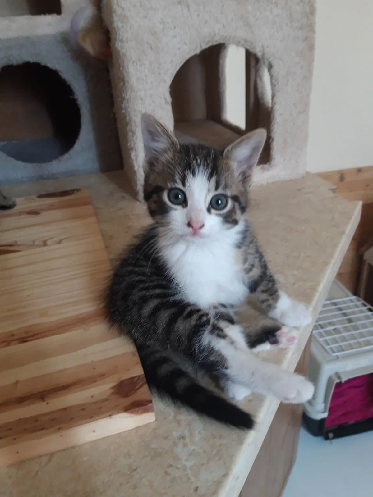 Goldorak, male Mixed Breed for adoption at Les Pa