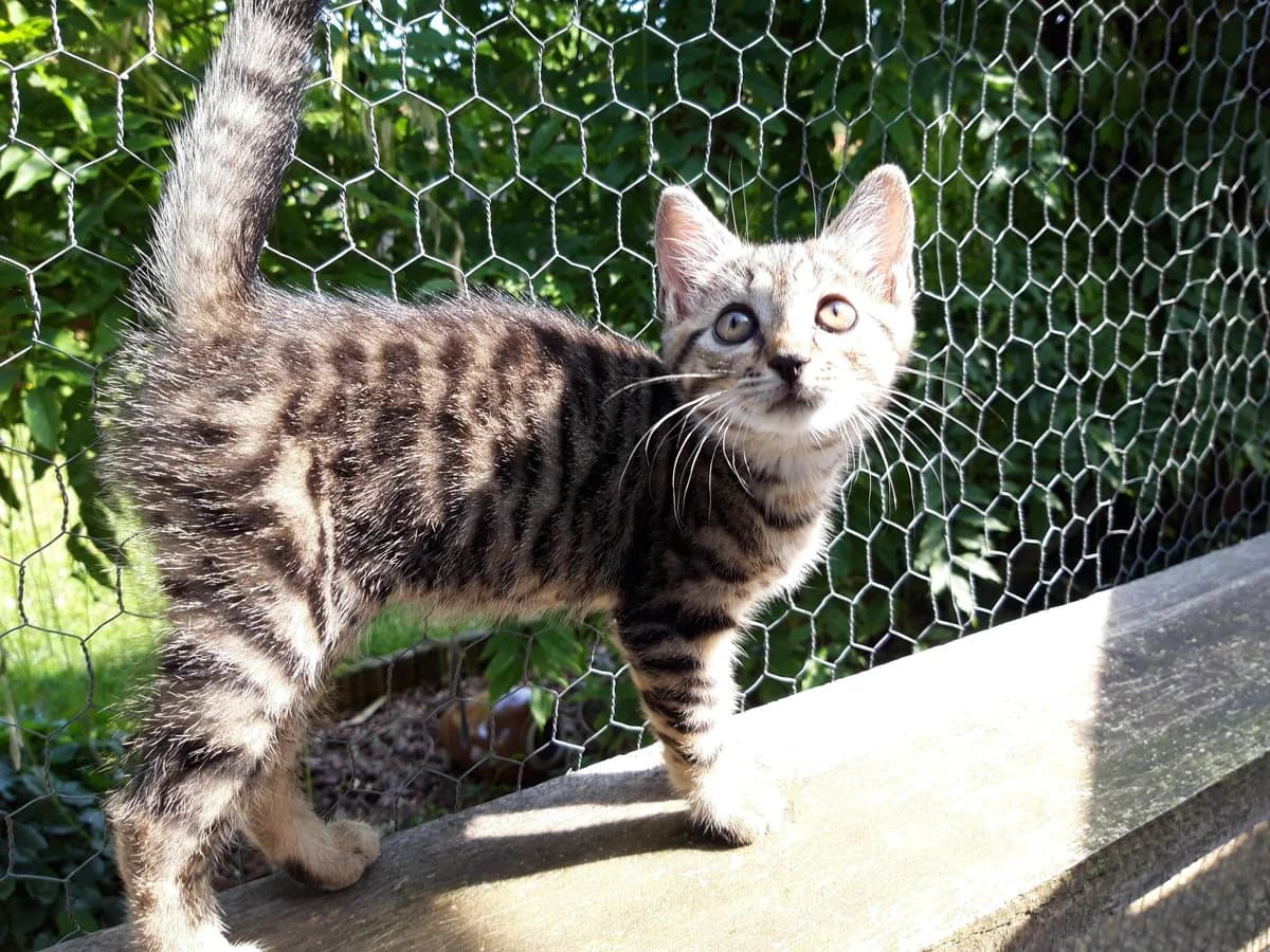 Rubis, female Mixed Breed for adoption at Les Pa