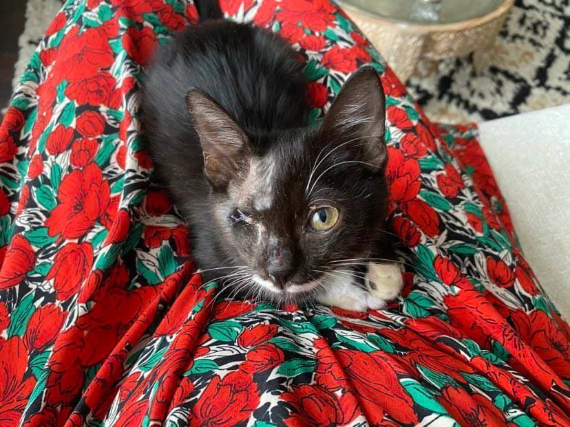 Chamallow, male Mixed Breed for adoption at Les Pa
