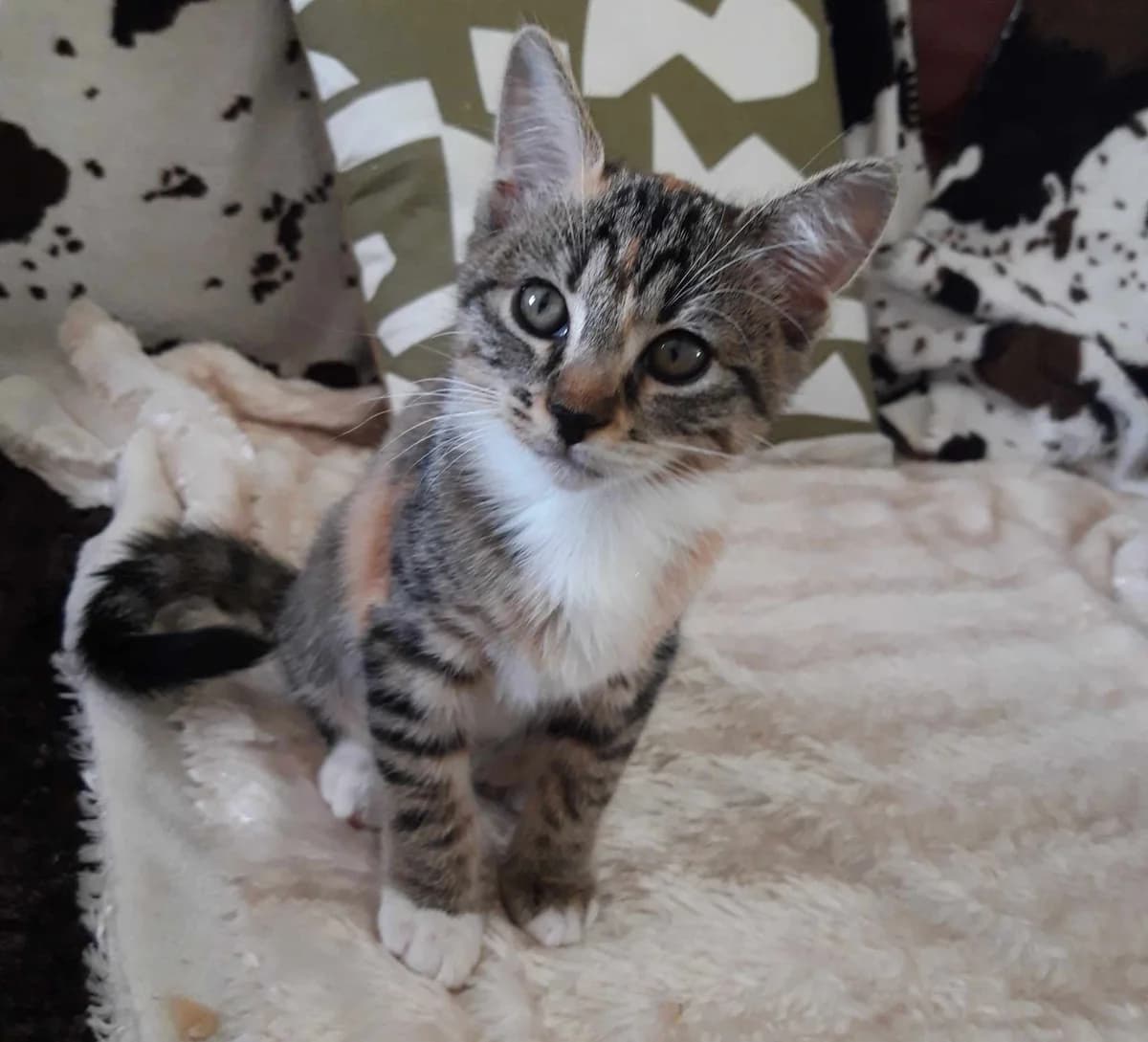 Lila, female Mixed Breed for adoption at Les Pa