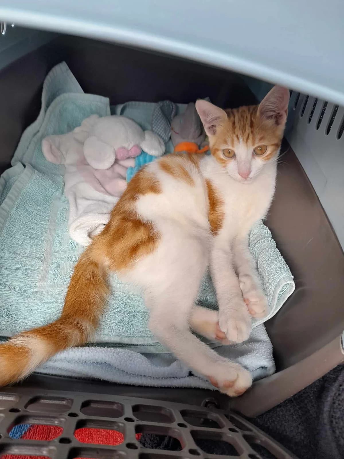Châtaigne, male Mixed Breed for adoption at Les Pa