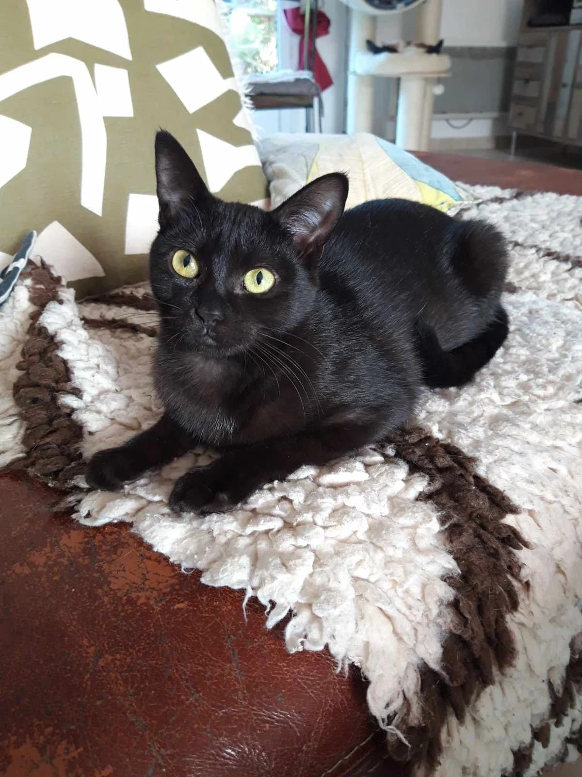 Una, female Mixed Breed for adoption at Les Pa