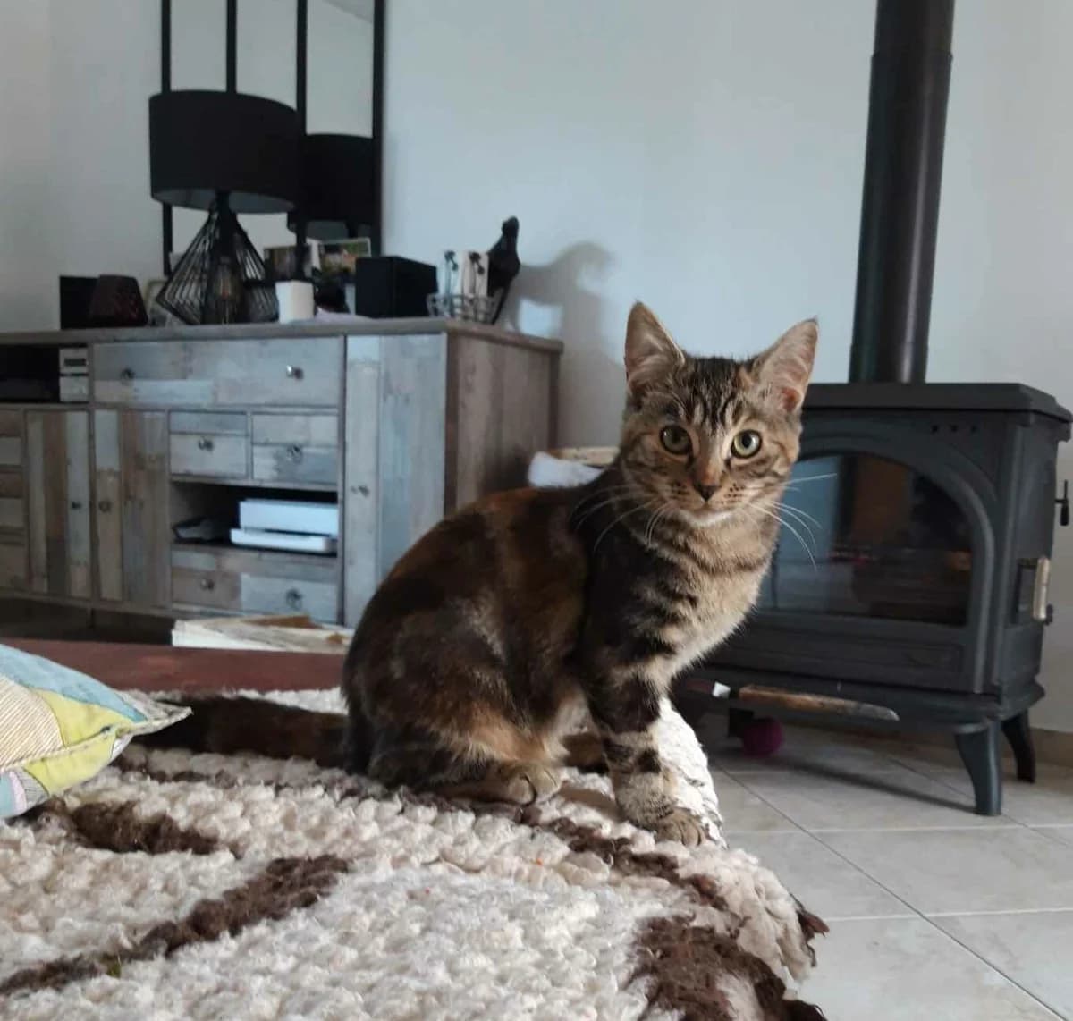 Câline, female Mixed Breed for adoption at Les Pa