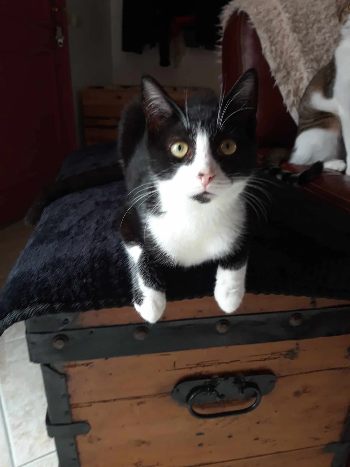 Oreo, male Mixed Breed for adoption at Les Pa