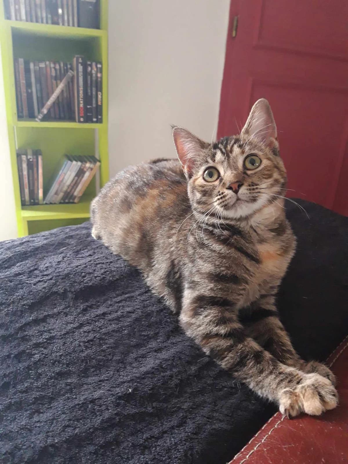 Chipie, female Mixed Breed for adoption at Les Pa