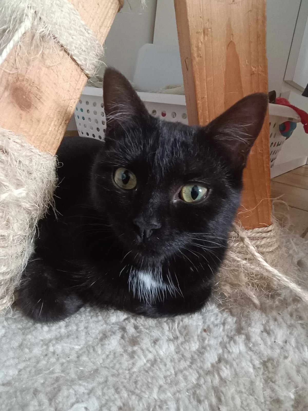 GaÏa, female Mixed Breed for adoption at Les Pa