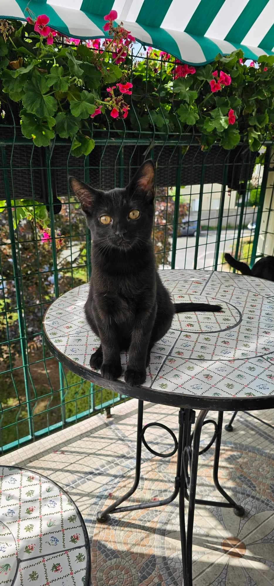 Ukarina, female Mixed Breed for adoption at Les Pa