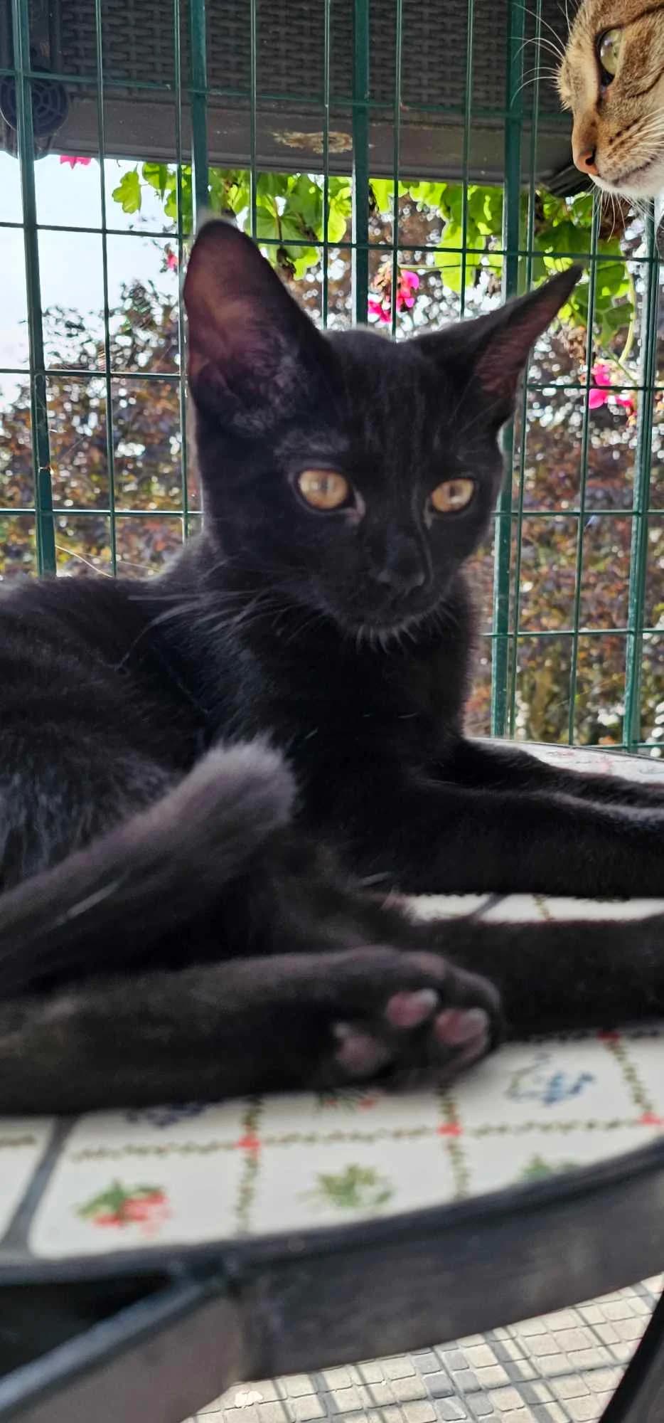 Ushaia, female Mixed Breed for adoption at Les Pa