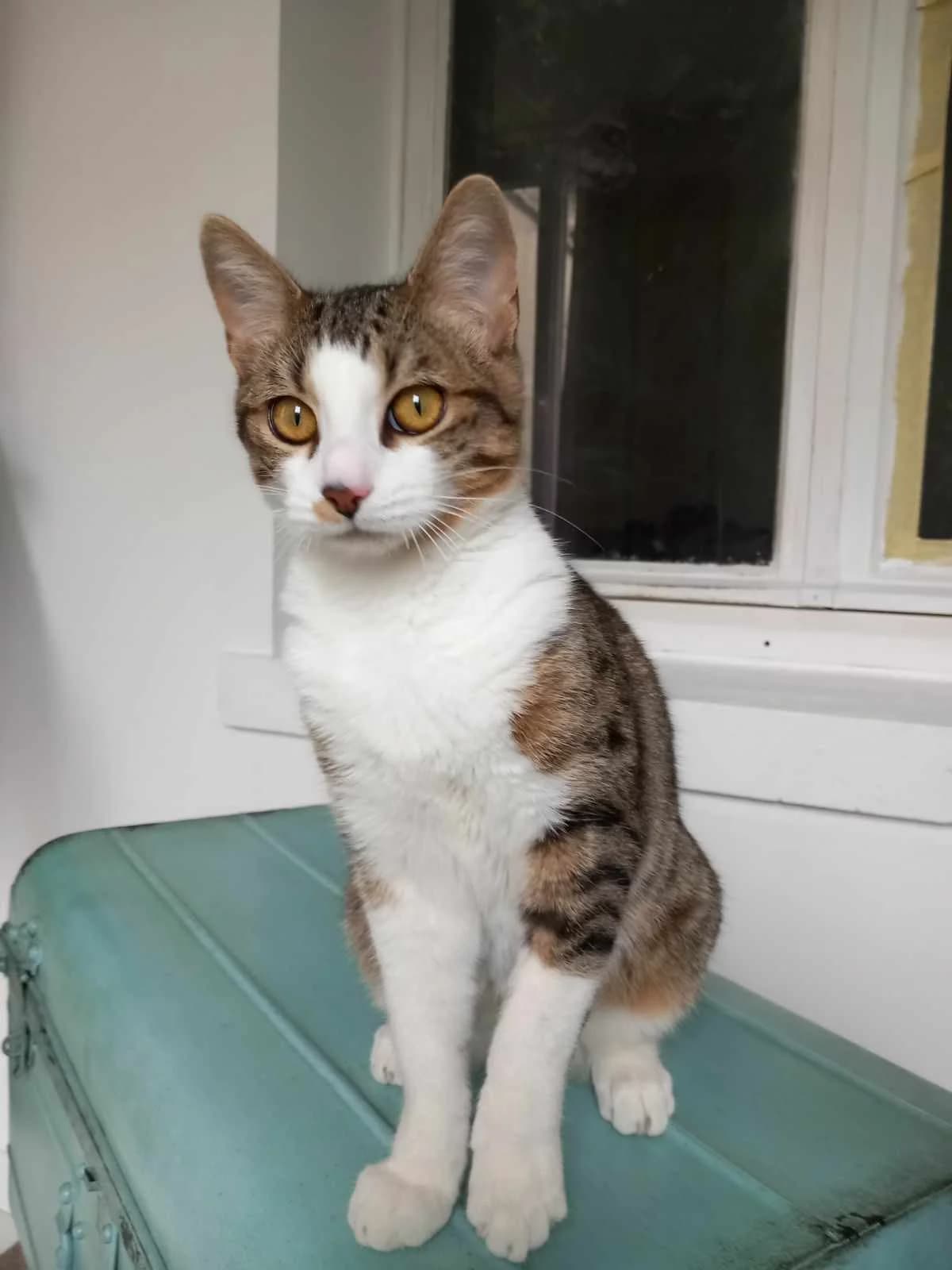 Junior, male Mixed Breed for adoption at Les Pa
