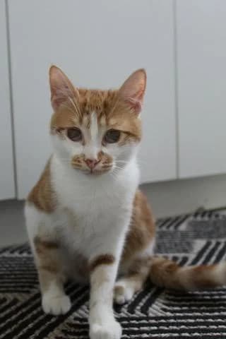 Milo, male Mixed Breed for adoption at Les Pa