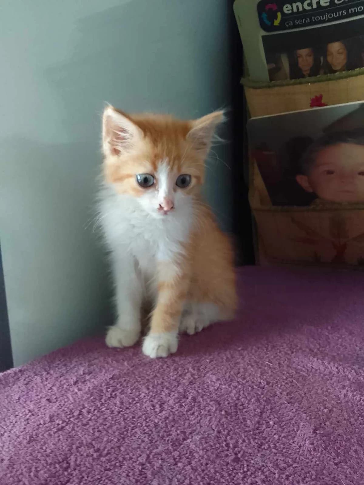 Gaufrette, male Mixed Breed for adoption at Les Pa