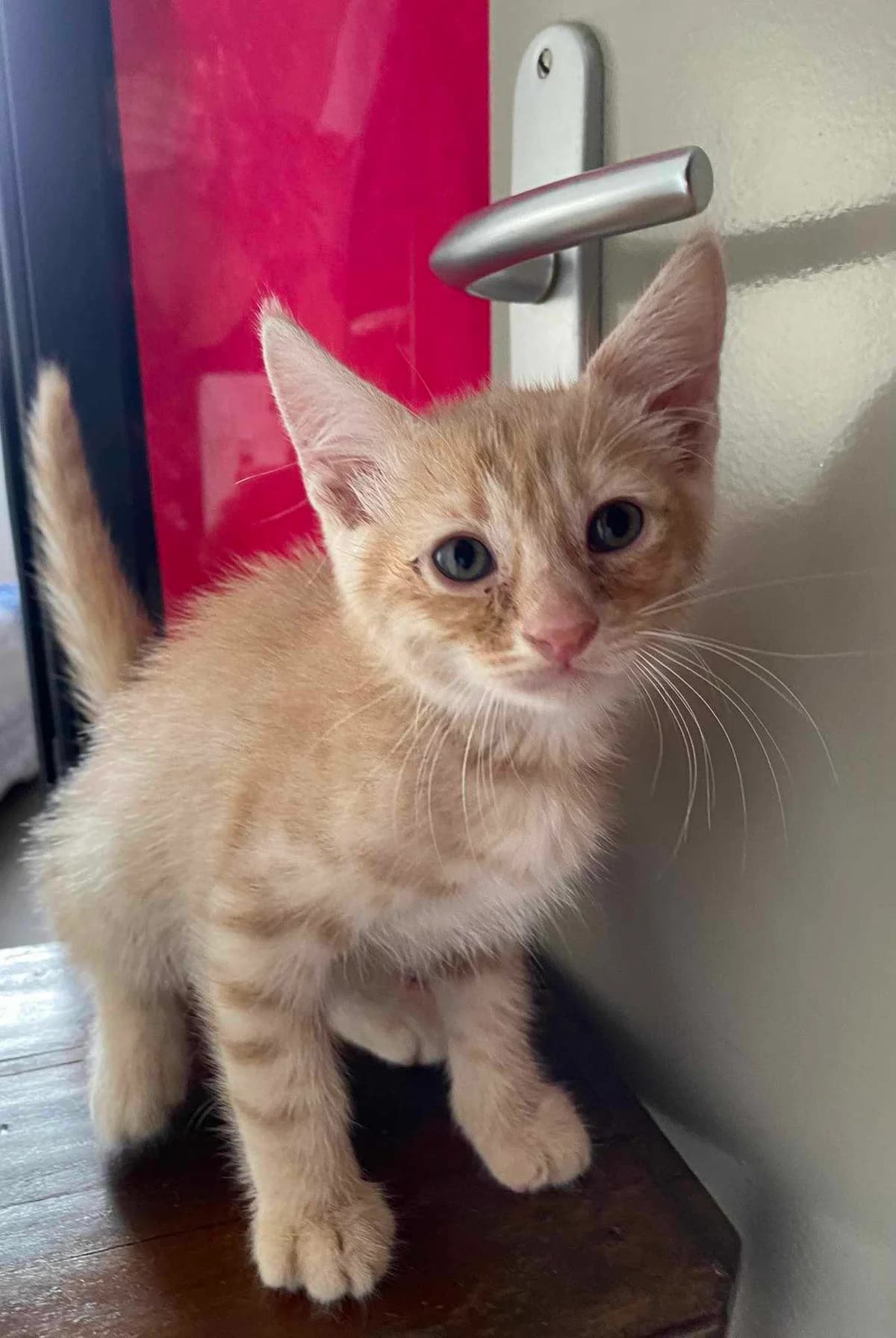 Peanuts, male Mixed Breed for adoption at Les Pa