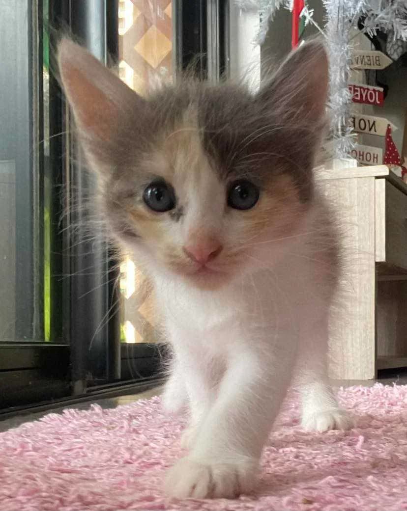 Lipton, male Mixed Breed for adoption at Les Pa