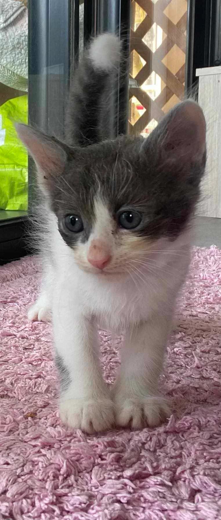 Aloe, female Mixed Breed for adoption at Les Pa