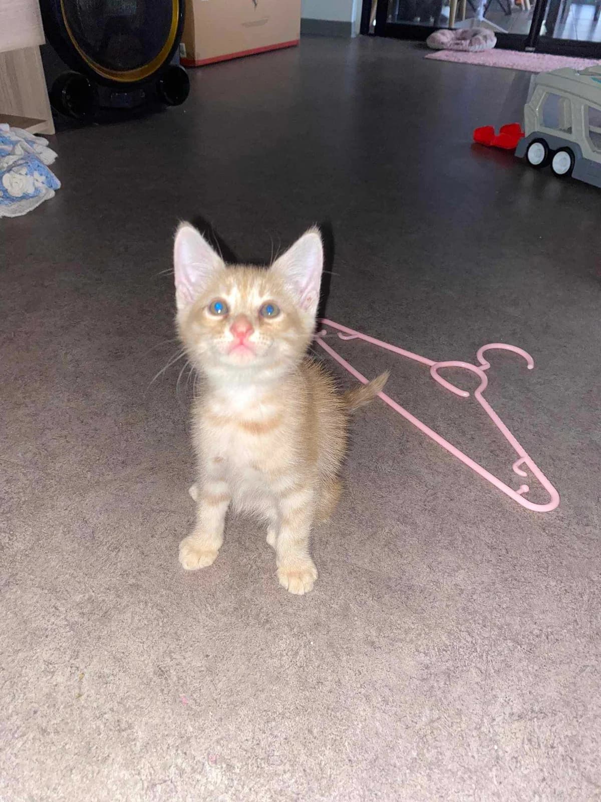 Curry, female Mixed Breed for adoption at Les Pa