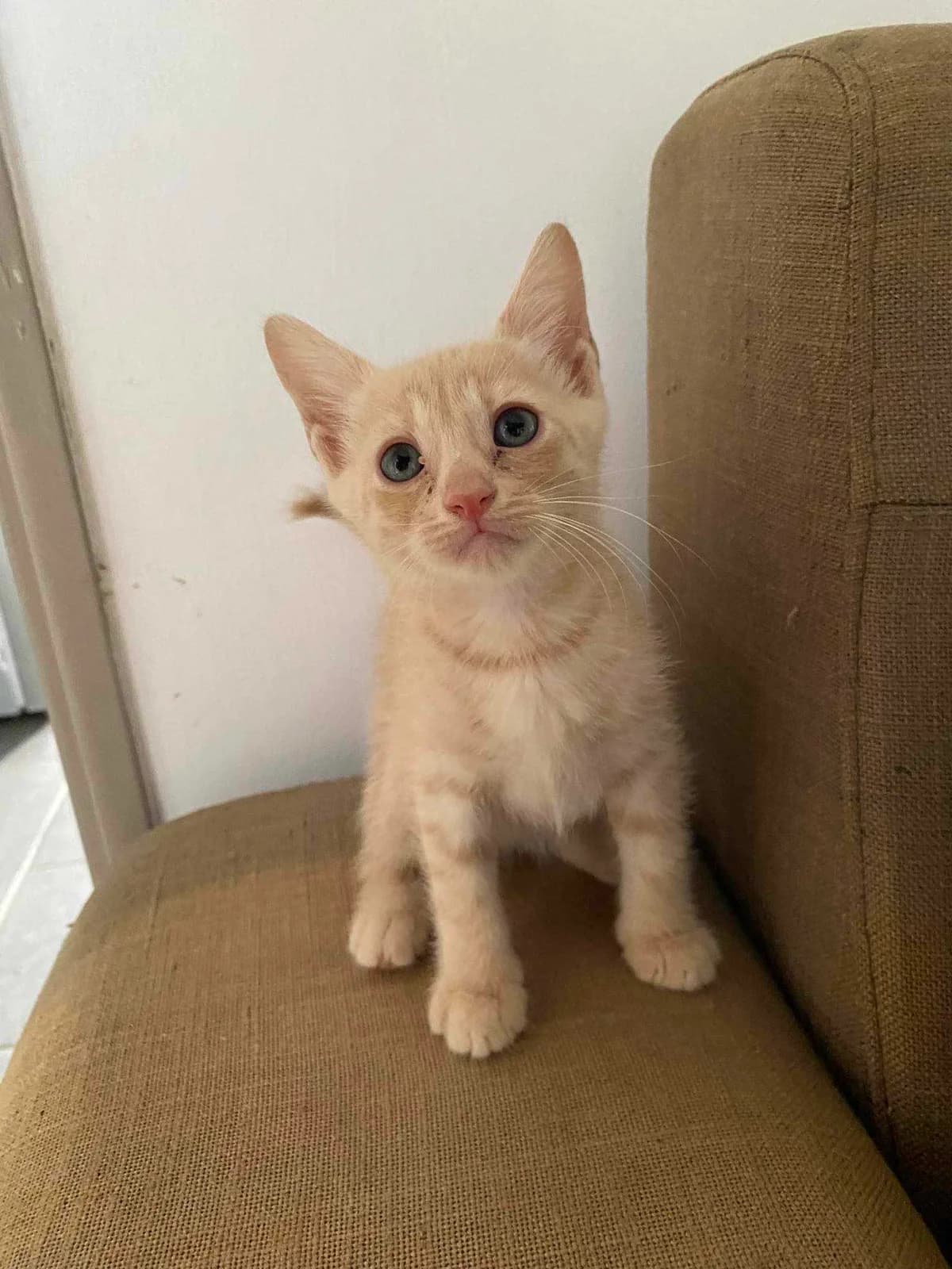 Fizz, male Mixed Breed for adoption at Les Pa