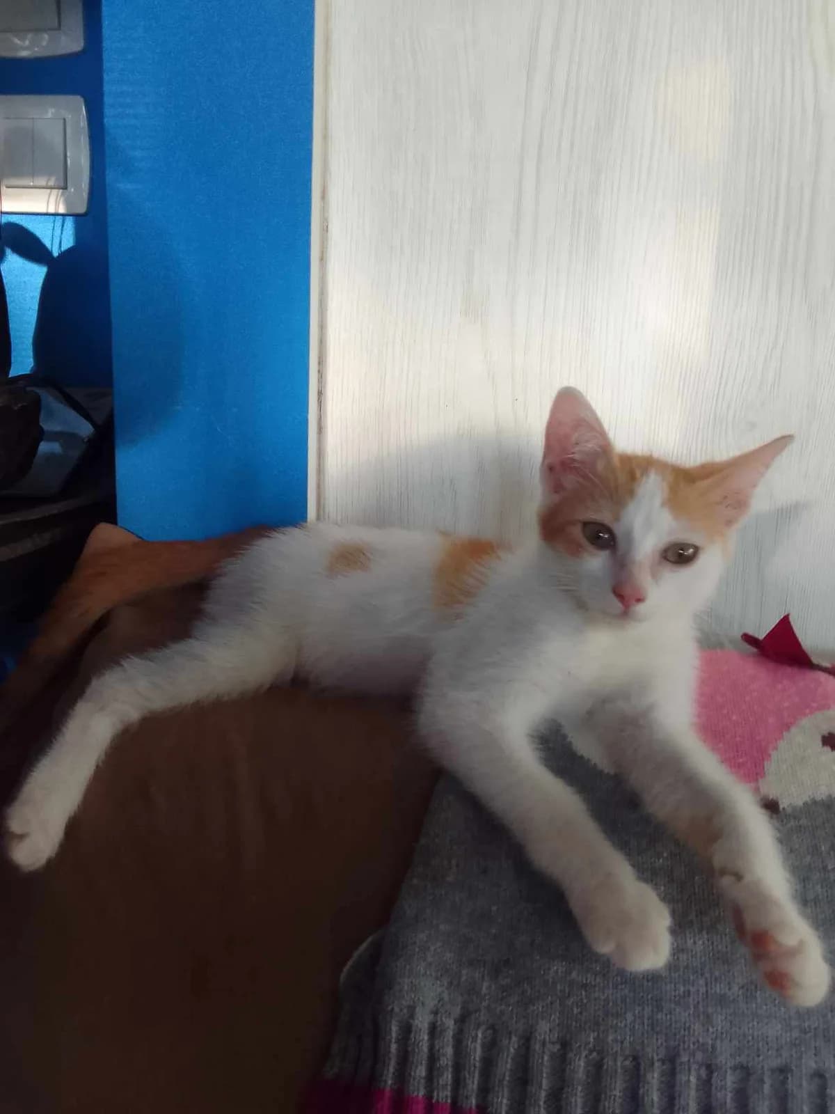 Ginger, female Mixed Breed for adoption at Les Pa