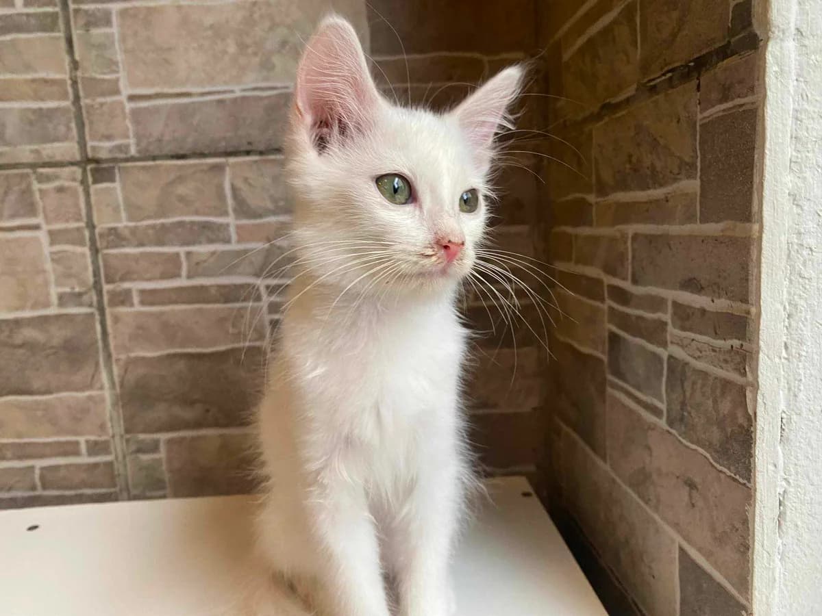 Vanille, female Mixed Breed for adoption at Les Pa