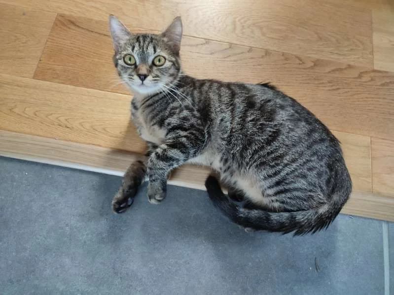 Poupette, female Mixed Breed for adoption at Les Pa