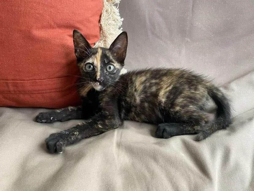 Willow, female Mixed Breed for adoption at Les Pa