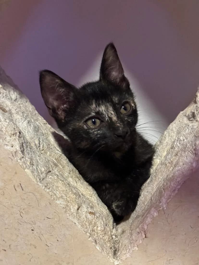 Winnie, female Mixed Breed for adoption at Les Pa