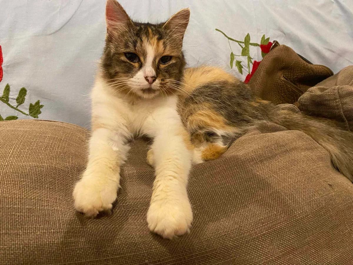 Eliza, female Mixed Breed for adoption at Les Pa